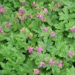 geranium macrorrhizum, Tuin en Terras, Planten | Tuinplanten, Ophalen