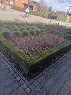 Gratis afhalen gezonde buxus, Ophalen