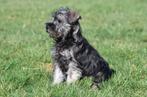 Chiots Schnauzer nain à vendre, 15 semaines à 1 an, Étranger, Chien (mâle), Hépatite contagieuse (maladie de Rubarth)
