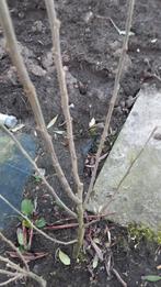 Hibiscus planten verschillende soorten, Ophalen of Verzenden