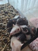 Jeunes rats, Animaux & Accessoires, Février, Sexe inconnu