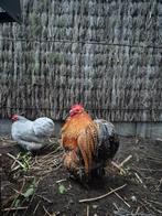 Haan, 2 jaar, Dieren en Toebehoren, Pluimvee