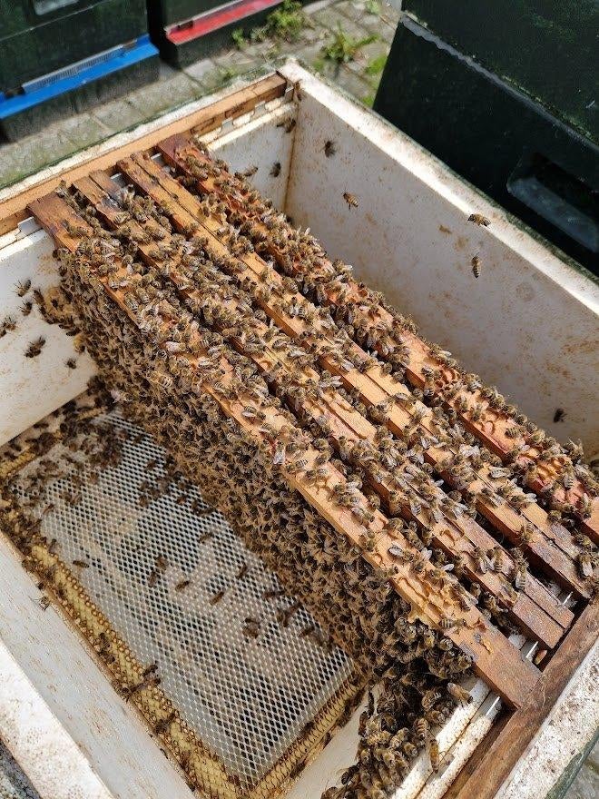 Bijenvolk, 4 raams simplex, Animaux & Accessoires, Abeilles