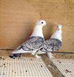 Gezocht: duiven (koppel)