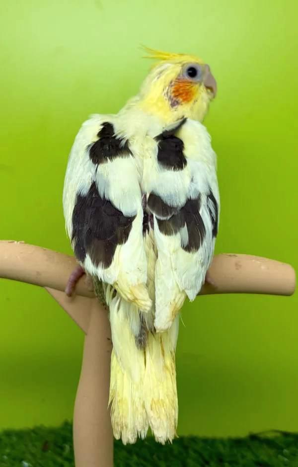 Plusieurs calopsittes EAM à réserver, Animaux & Accessoires, Oiseaux | Perruches & Perroquets, Perruche, Domestique, Bagué