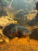 Oscar Cichlide, Vis, Zoetwatervis