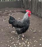 Mix haan, Dieren en Toebehoren, Mannelijk, Kip