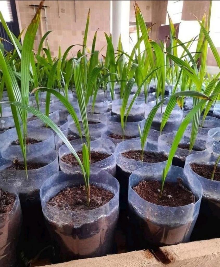 Semis vivaces de Trachycarpus Fortunei, Jardin & Terrasse, Enlèvement