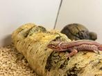 Gecko leopard, Dieren en Toebehoren, Hagedis, Met terrarium, 0 tot 2 jaar