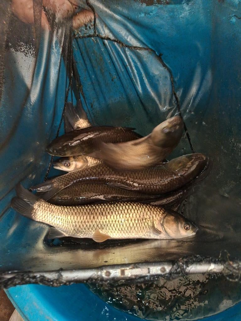 Graskarpers 25 30 cm eet algen en eendenkroos, Ophalen