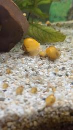 Appelslakken, Slak of Weekdier