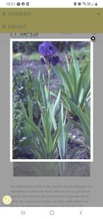 Lis planten, Ophalen