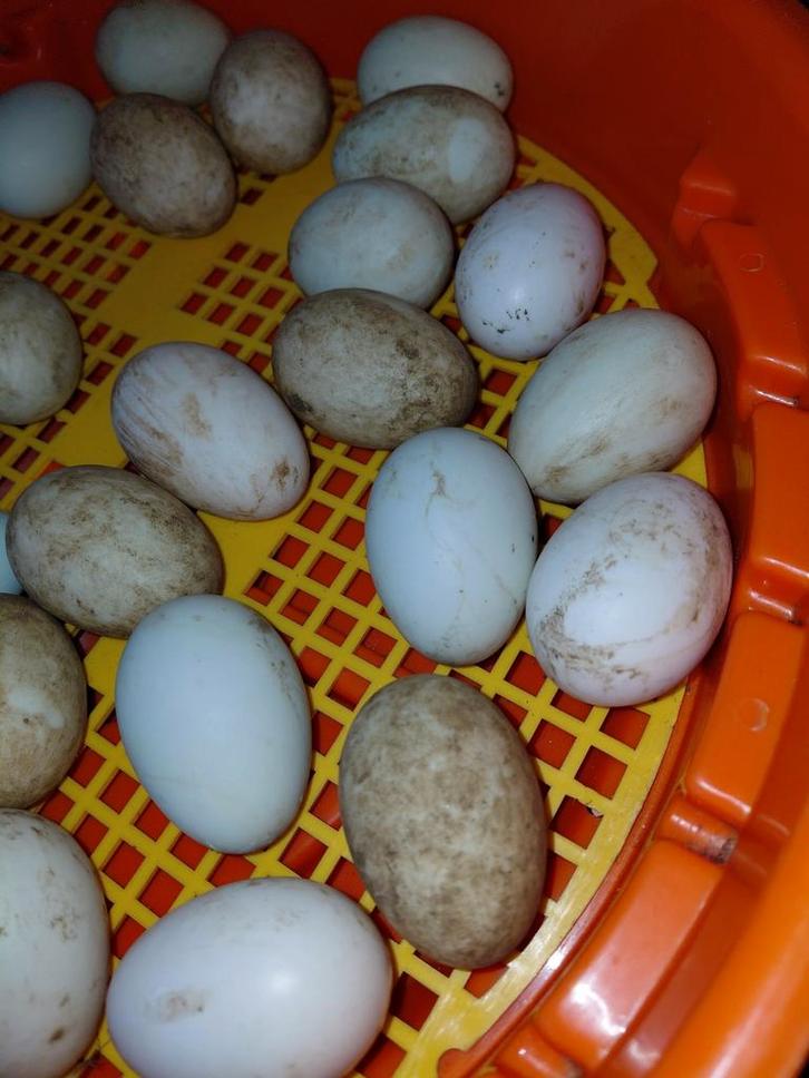 Kuikens/pulletjes Indische loopeenden, Dieren en Toebehoren, Pluimvee