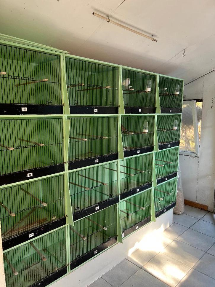 16 kweekkooien als 1 geheel, Dieren en Toebehoren, Vogels | Hokken en Kooien, Gebruikt, Broedkooi of Kweekkooi, Hout, Ophalen