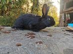 Zwarte vlinder konijn rammelaar, Dieren en Toebehoren, Konijnen, Mannelijk, Groot, 0 tot 2 jaar