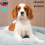 Charlie, Cavalier King Charles reutje te koop, 15 weken tot 1 jaar, Buitenland, Parvo, Eén hond
