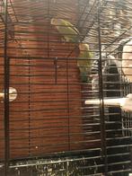 Agarponis à vendre, Animaux & Accessoires, Plusieurs animaux, Perroquet nain ou Inséparable