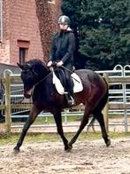 Braaf leerpaard, Dieren en Toebehoren, Merrie, M