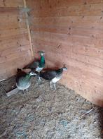 Pauwen, haan en hen, Dieren en Toebehoren, Pluimvee