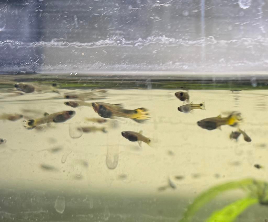 €10 voor 15 babyguppy’s, Dieren en Toebehoren, Vissen | Aquariumvissen