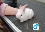 Dwergkonijn leeuwenkopje mannetje, Animaux & Accessoires, Lapins