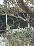 Edelpapegaaien, Meerdere dieren, Geringd