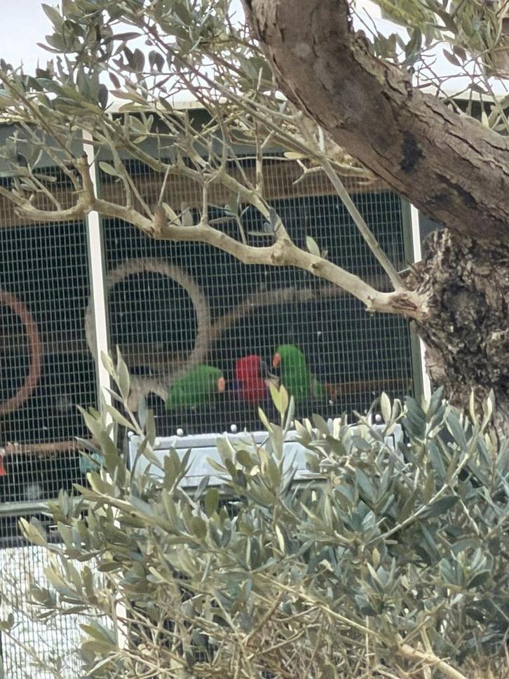 Edelpapegaaien, Dieren en Toebehoren, Vogels | Overige Vogels, Meerdere dieren, Geringd