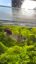 Mikrogeophagus ramizeri, Poisson, Poisson d'eau douce