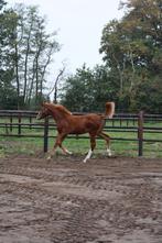 Paarden, Dieren en Toebehoren, Paarden, Hengst, Z