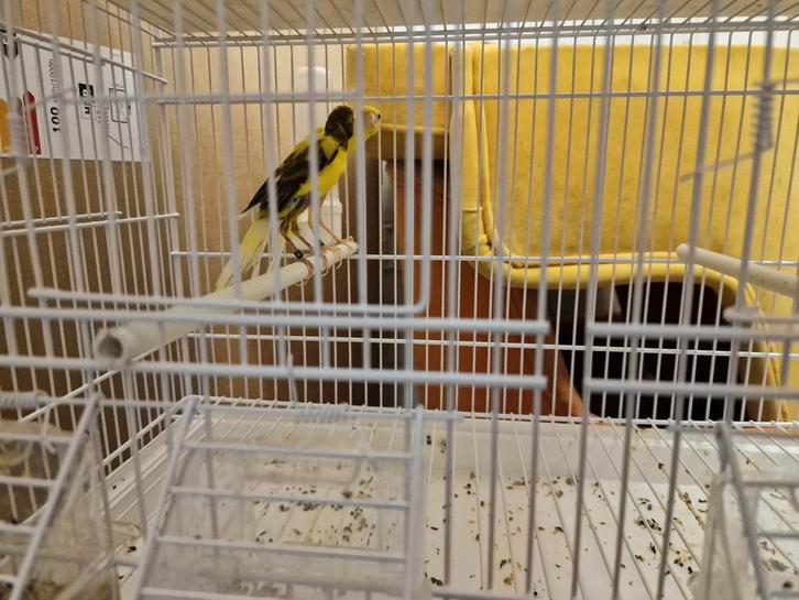 Exclusieve Koppels Postuurkanaries (2025) – Topkwaliteit & O, Dieren en Toebehoren, Vogels | Overige Vogels