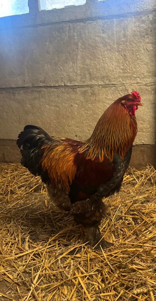 Brahma goudpatrijs, Dieren en Toebehoren