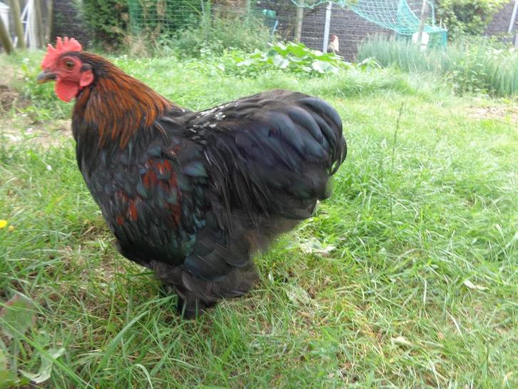 Entraîneur Kriel Haantje, Animaux & Accessoires, Volatiles, Poule ou poulet, Mâle