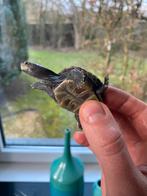 Tortue Malaclemys Terrapin nc 2025, Animaux & Accessoires, Tortue