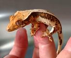 Wimpergekko nakweek 2025, Dieren en Toebehoren, Reptielen en Amfibieën, Hagedis, 0 tot 2 jaar