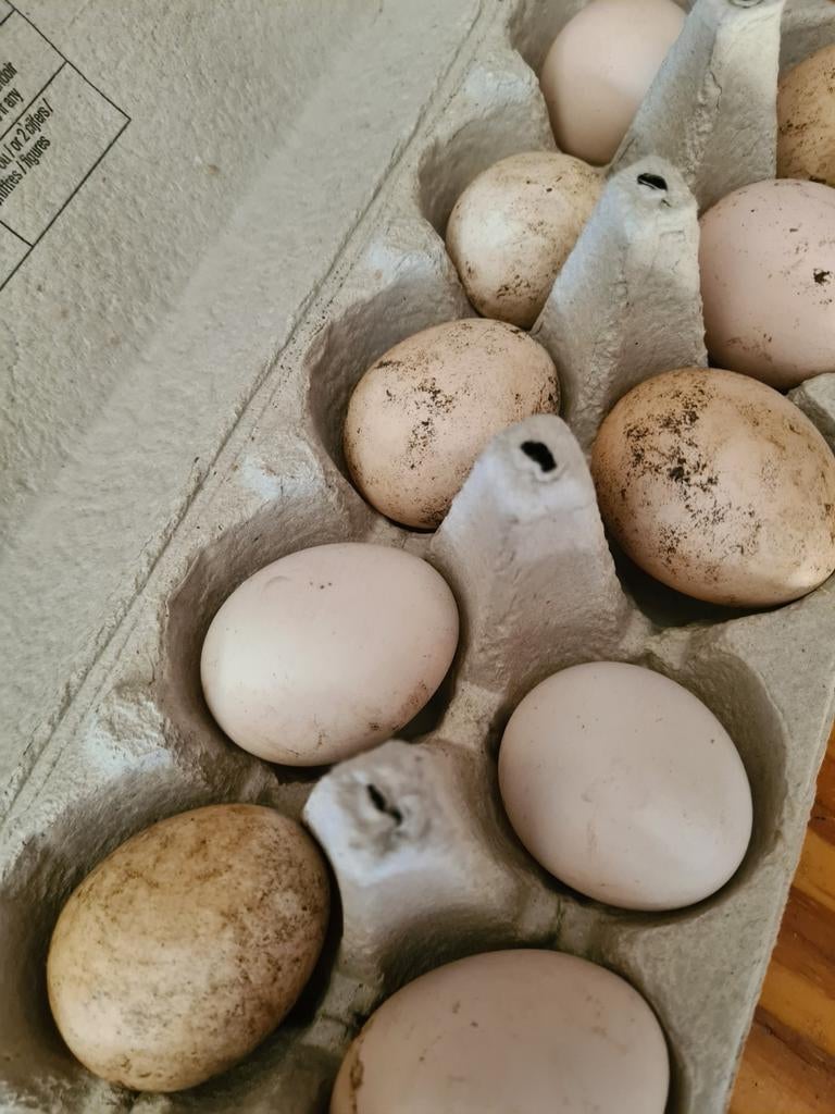 Ukkelse baardkriel broedeieren, Dieren en Toebehoren