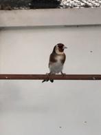 Grote distelvink man, Enlèvement