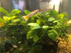 Guppy’s, Dieren en Toebehoren, Vissen | Aquariumvissen, Vis, Zoetwatervis, Schoolvis