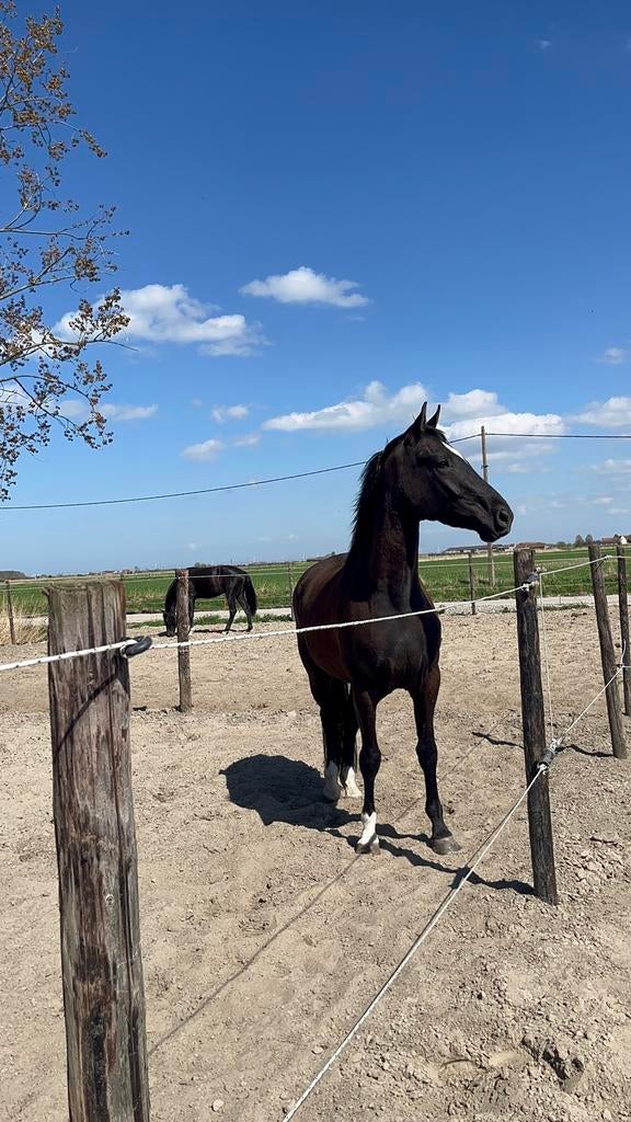 4j merrie   Lord europe, Dieren en Toebehoren, Merrie, B, 165 tot 170 cm, 3 tot 6 jaar