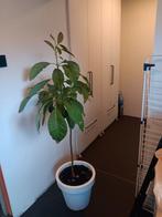 Avocadoboom 1m70, Ophalen