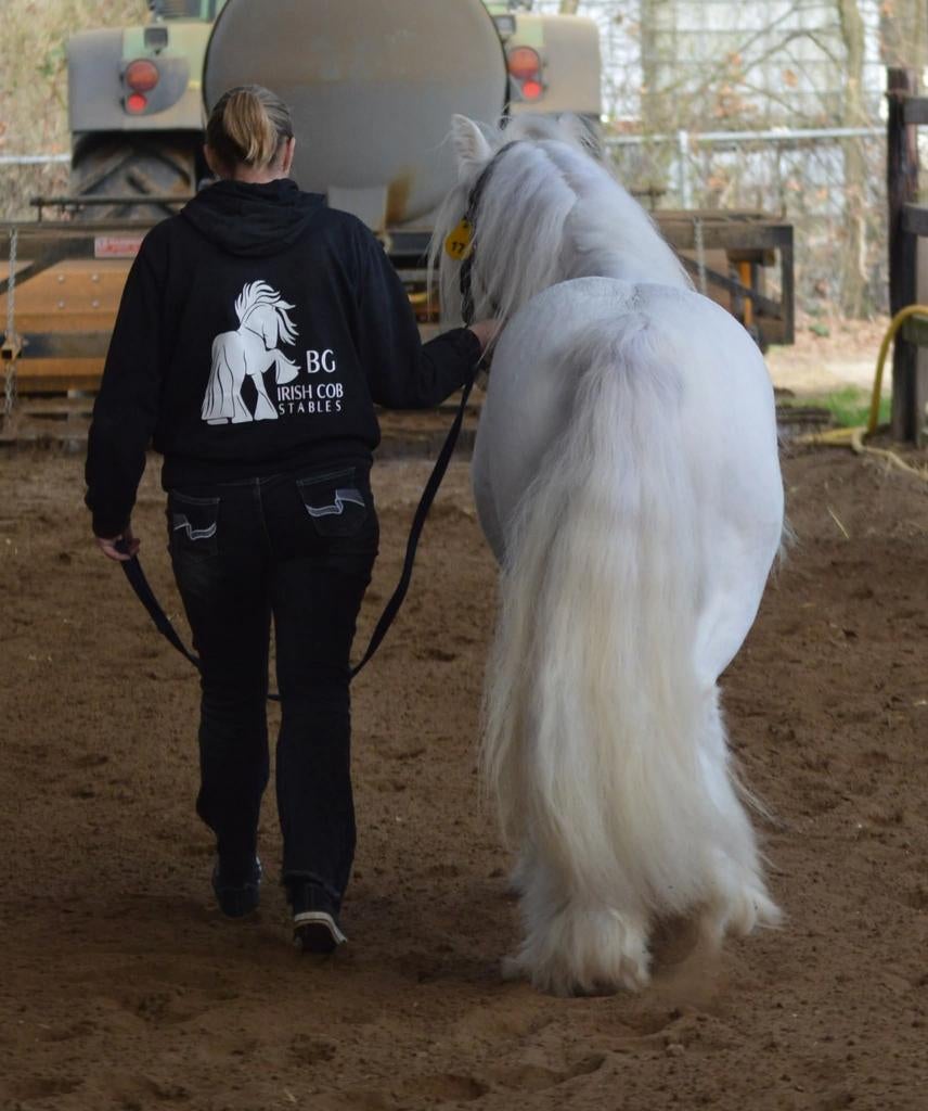 Ter dekking tinker Irish cob hengsten, Dieren en Toebehoren, Overige Dieren, Mannelijk, April