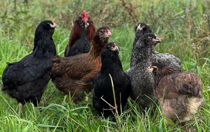 Kleurleggers Marans, Cream Legbar, Araucana en Eurocana, Dieren en Toebehoren, Kip