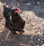 Trio brahma's, Dieren en Toebehoren, Meerdere dieren, Kip