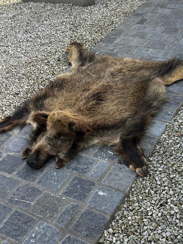 Taxidermie varkers vel met kop, Enlèvement