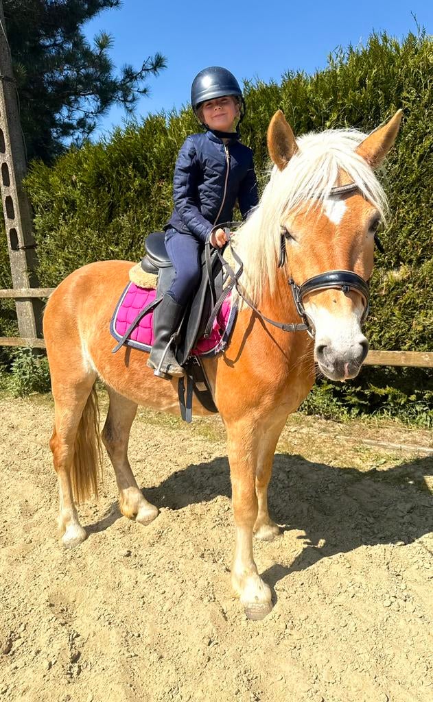 Allround haflinger, Merrie, B