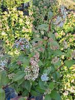 Viburnum Tinus, Ophalen, Winter