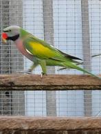 Rozeborstbaardparkiet, Dieren en Toebehoren, Tam