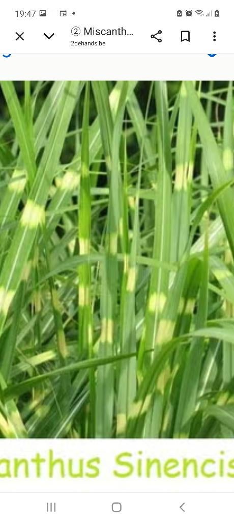 Siergrassen Miscanthus Sinensis(zebragras), Tuin en Terras, Planten | Tuinplanten, Vaste plant, Siergrassen, Volle zon, Zomer