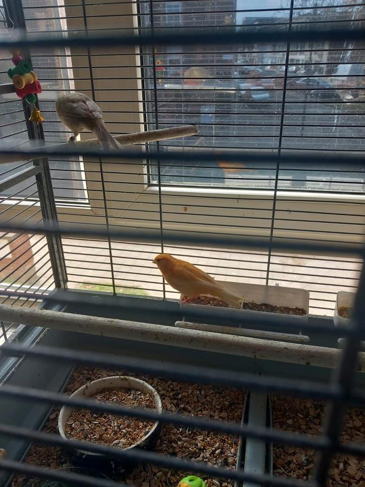 3 pracht kanaries met of zonder kooi, Dieren en Toebehoren, Vogels | Kanaries