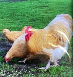 Orpington buff broedeieren, Dieren en Toebehoren, Geslacht onbekend, Kip