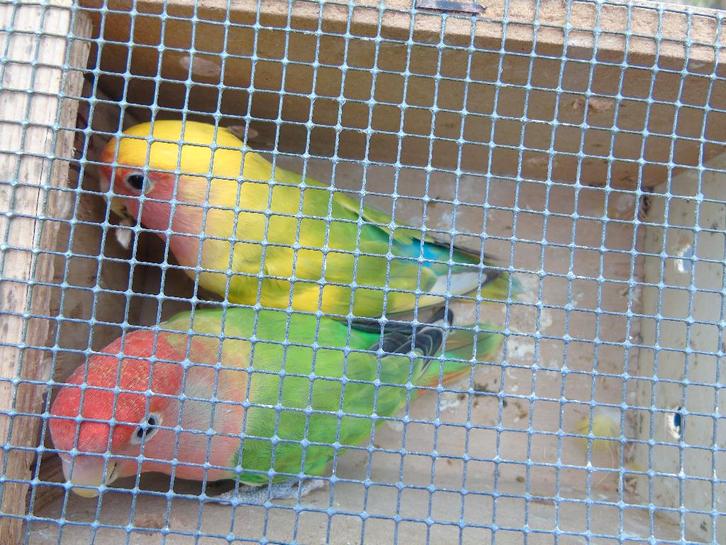 dwergpapegaai, Dieren en Toebehoren, Vogels | Parkieten en Papegaaien, Dwergpapegaai of Agapornis, Meerdere dieren, Geringd